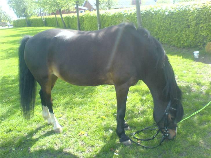 Welsh Mountain (sec A) Laban - Laban på skolen :D billede 14