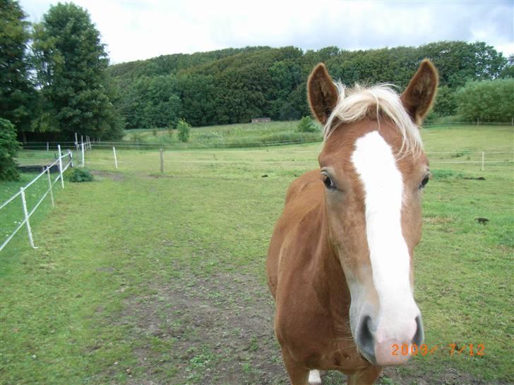 Anden særlig race Mikeena solgt billede 13