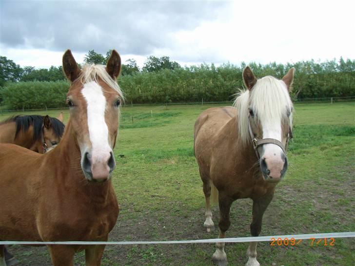Anden særlig race Mikeena solgt billede 14