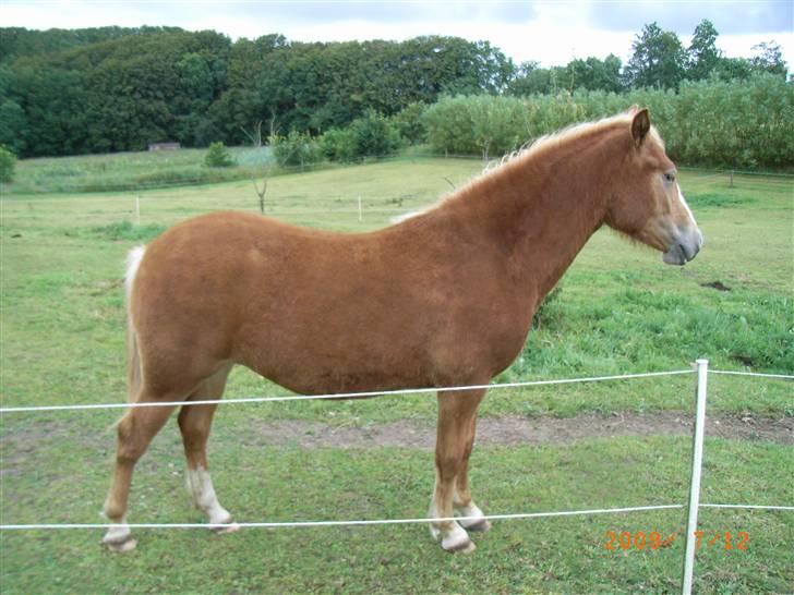 Anden særlig race Mikeena solgt billede 15