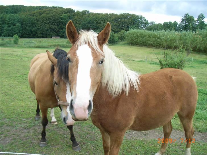 Anden særlig race Mikeena solgt billede 16