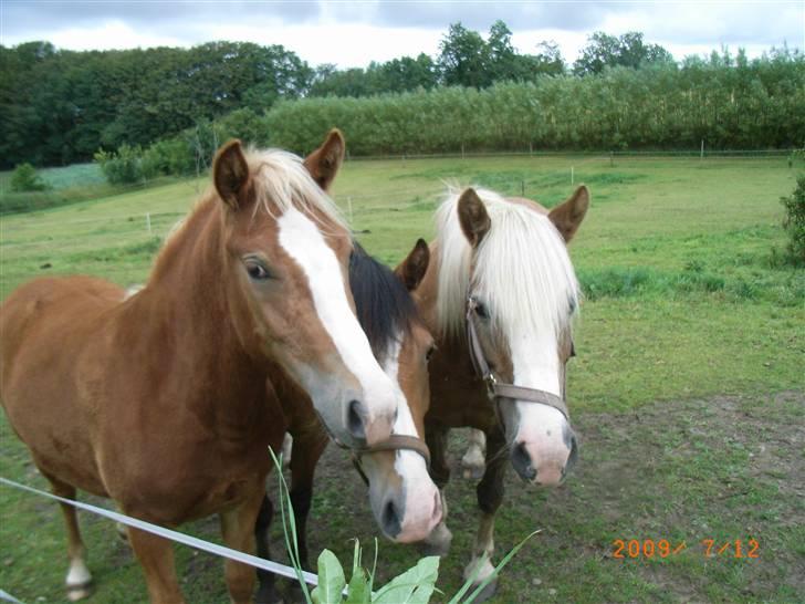 Anden særlig race Mikeena solgt billede 17