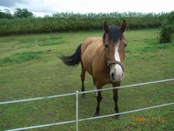 Anden særlig race Melody billede 14