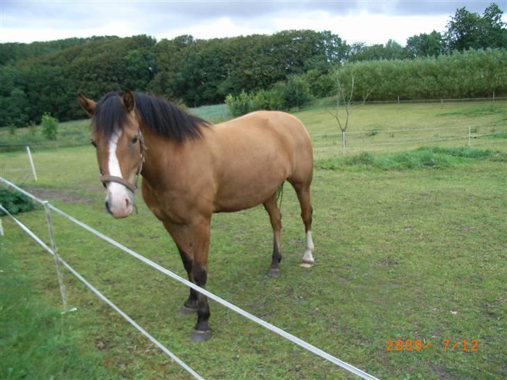 Anden særlig race Melody billede 15