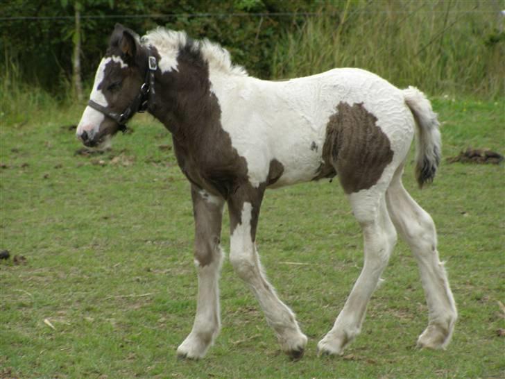 Irish Cob Princess Lynn *solgt* billede 1