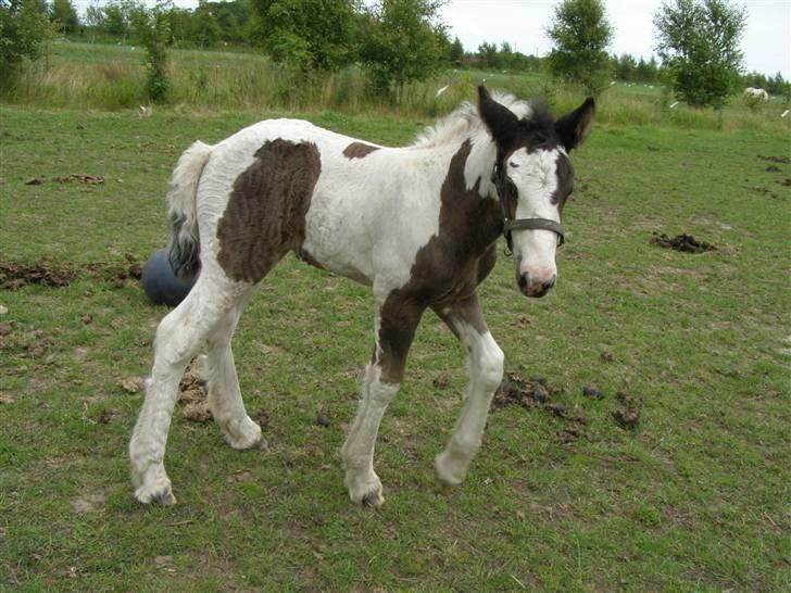 Irish Cob Princess Lynn *solgt* billede 2