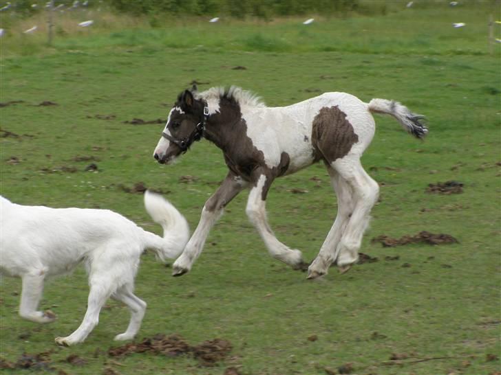Irish Cob Princess Lynn *solgt* billede 3