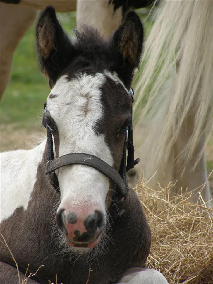 Irish Cob Princess Lynn *solgt* billede 4