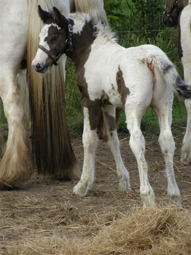 Irish Cob Princess Lynn *solgt* billede 5