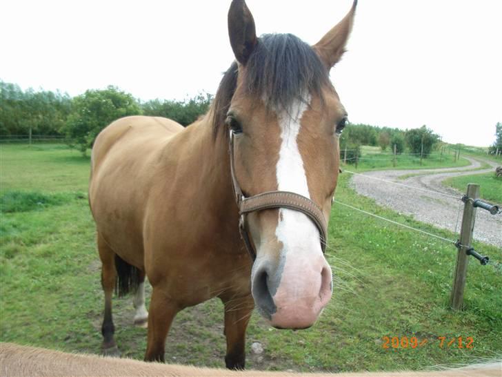 Anden særlig race Melody billede 16