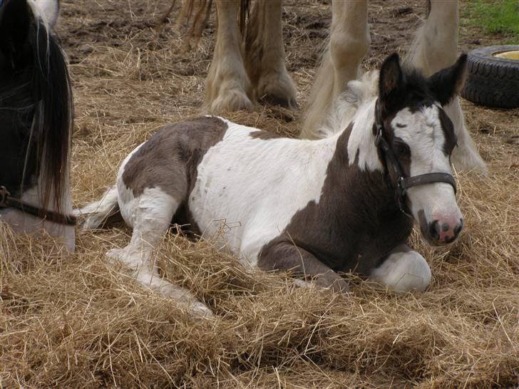 Irish Cob Princess Lynn *solgt* billede 6