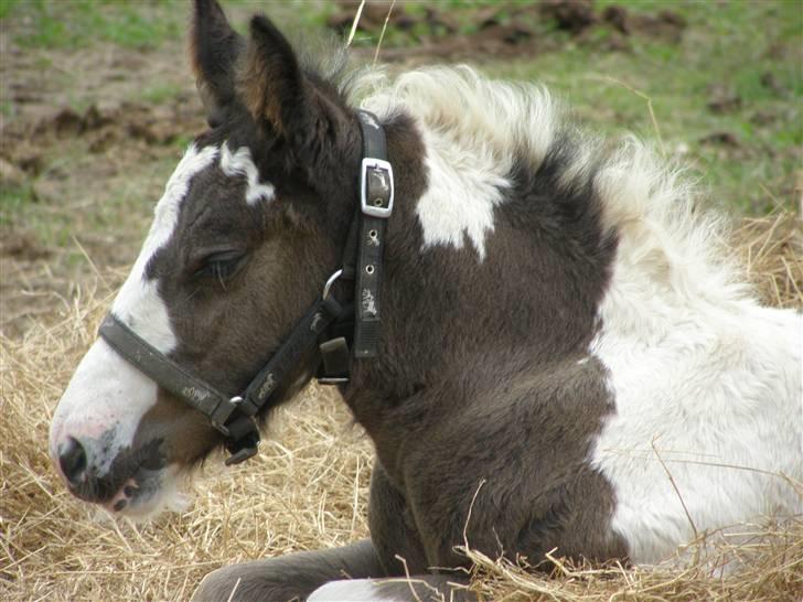 Irish Cob Princess Lynn *solgt* billede 7