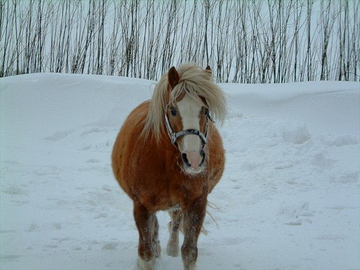 Tyroler Haflinger Fie  billede 20