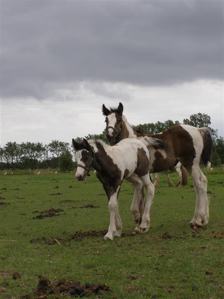 Irish Cob Princess Lynn *solgt* - Sætter lige storesøster Rose på plads ;-) billede 8