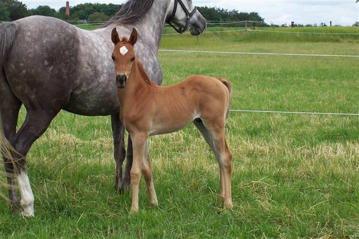 Arabisk fuldblod (OX) GHAZAL AL BAHIR. VINDENS SANG - Ghazal som baby :o).. tak for billedet Bækbølling Arabians.. billede 14