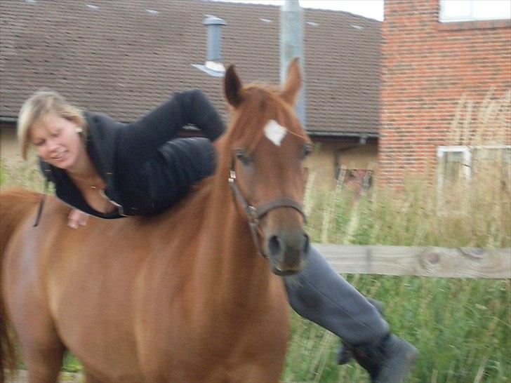 Arabisk fuldblod (OX) GHAZAL AL BAHIR. VINDENS SANG - under tilridning. - hygge. og tillids prøver.  billede 15