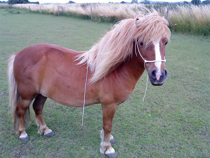 Shetlænder Speedy - speedy`s nye horsmanshipsgrime jeg selv har bundet d.12/7-09 billede 10