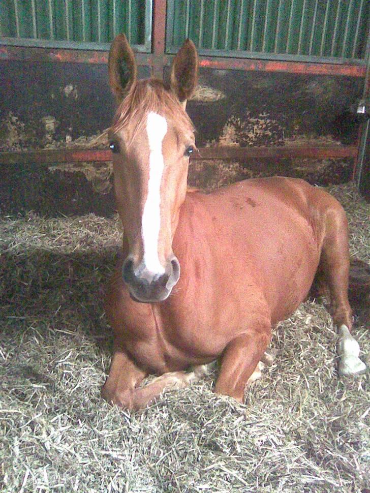 Dansk Varmblod Magic Future - Solgt - tager lige en lille lur. billede 1