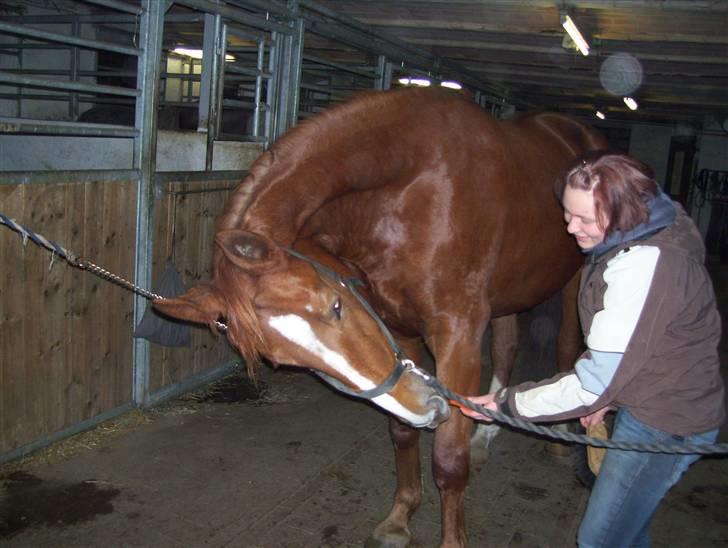 Dansk Varmblod Magic Future - Solgt - Mor!! Giv mig nu bare den gulerod.... :) billede 2