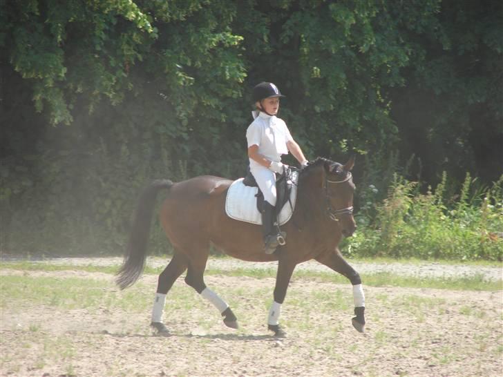 Tysk Sportspony Miss sunshine B pony i dressur - Opvarming i Dronninglund. Deres første "ude" stævne. Juli 2009 billede 14