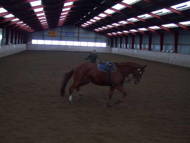 Dansk Varmblod Magic Future - Solgt - Første loncering med sadle, hun var rigtig dygtig.  billede 3