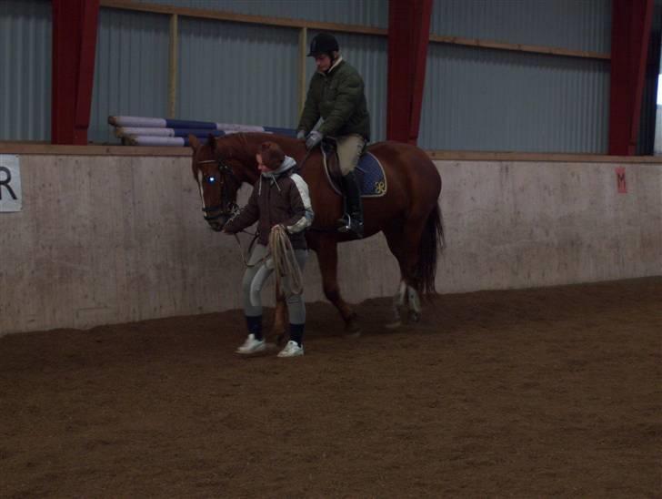 Dansk Varmblod Magic Future - Solgt - Anden gang at hun har rytter på ryggen, hun tager det så pænt og roligt.. billede 4