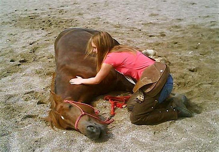 Welsh Cob (sec D) Addyene  - She trust so much at me that I can get her to lie down on the side billede 12