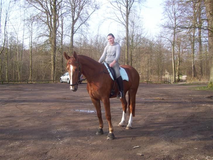 Dansk Varmblod Magic Future - Solgt - Lige en tur i skoven efter endt ridning.. billede 5
