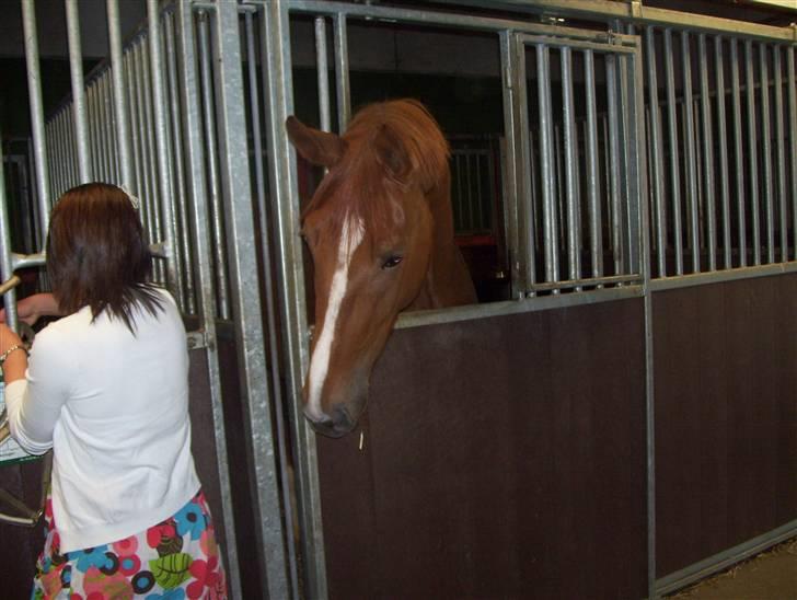 Dansk Varmblod Magic Future - Solgt - Har du noget jeg kan spise??? billede 6