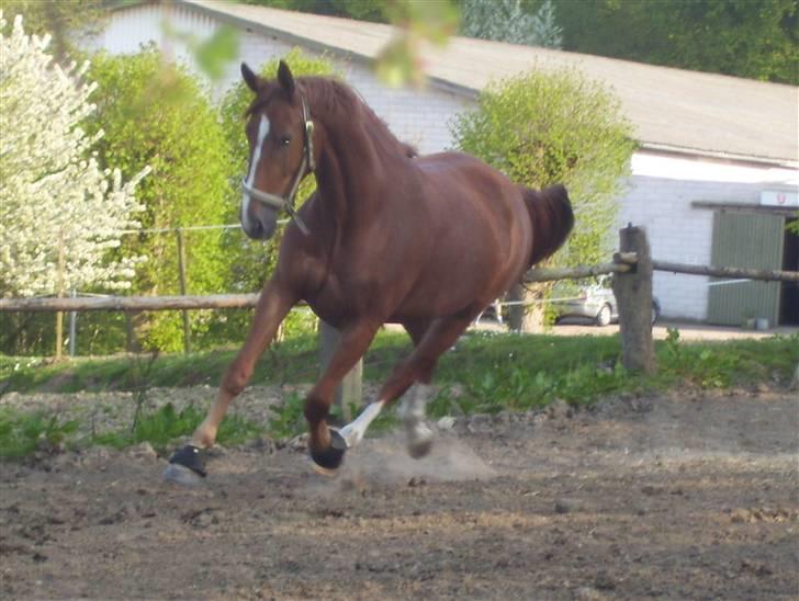 Dansk Varmblod Magic Future - Solgt - Fuld galop på marken. billede 7