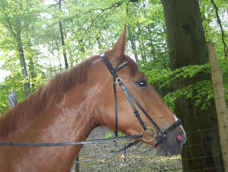 Dansk Varmblod Magic Future - Solgt - Se mig... Jeg er fotogen.. :) billede 8