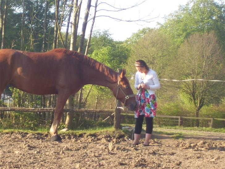 Dansk Varmblod Magic Future - Solgt - Lidt hygge på marken... billede 9