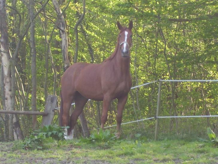 Dansk Varmblod Magic Future - Solgt billede 10