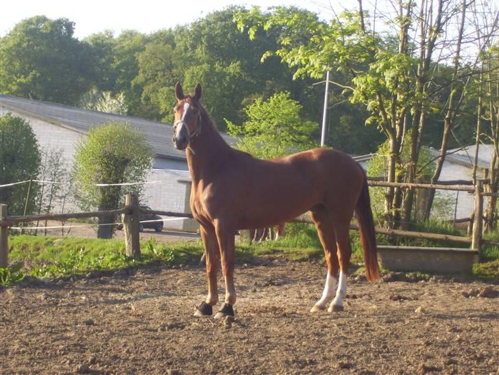 Dansk Varmblod Magic Future - Solgt billede 11