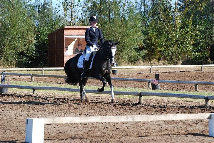 Welsh Cob (sec D) Meter - Stævne i Skærbæk. billede 9