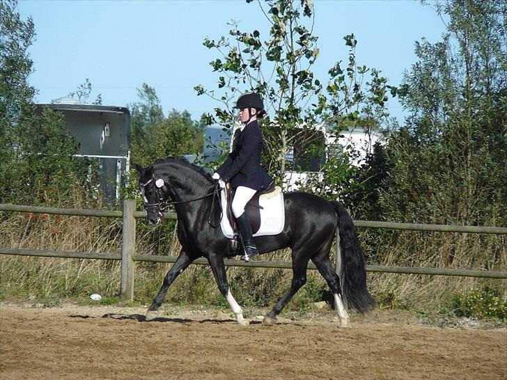 Welsh Cob (sec D) Meter - Stævne i skærbæk. billede 10