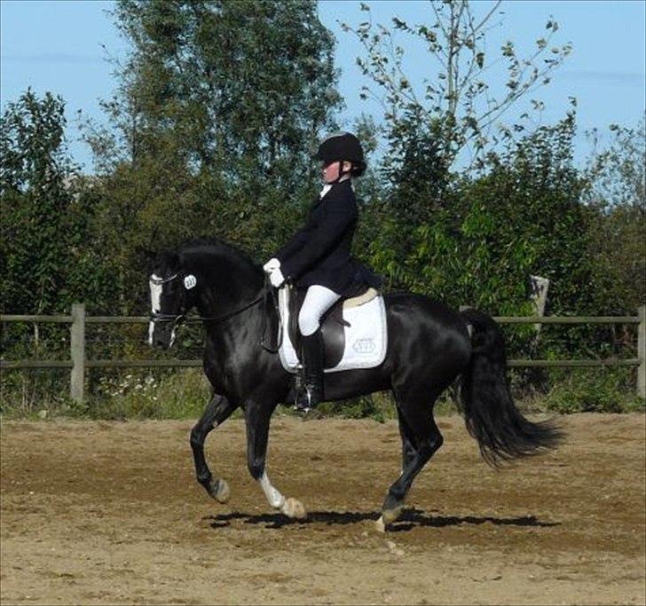 Welsh Cob (sec D) Meter - Stævne i Skærbæk. billede 11