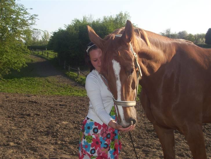 Dansk Varmblod Magic Future - Solgt - Lidt mere hygge på marken.. billede 12