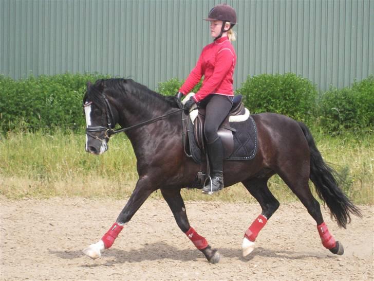 Welsh Cob (sec D) Meter - Gammelt trænings billed. billede 12