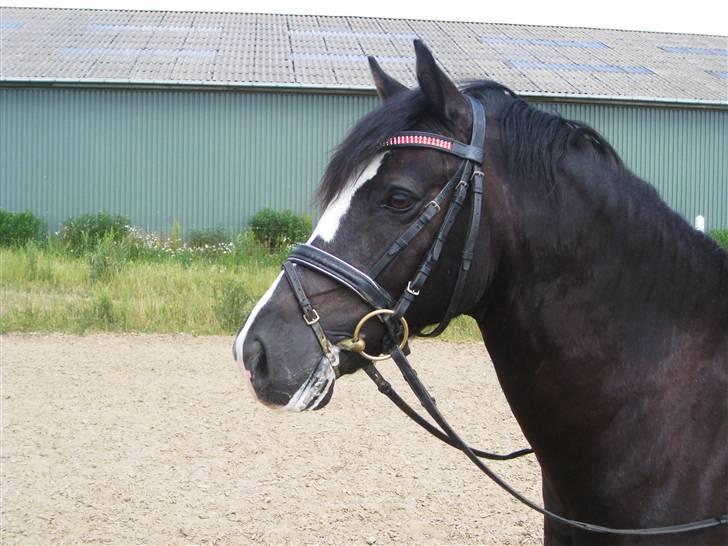 Welsh Cob (sec D) Meter billede 13