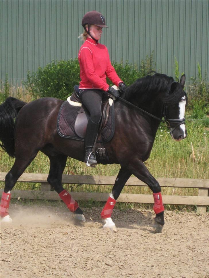 Welsh Cob (sec D) Meter - Gammelt trænings billed. billede 14