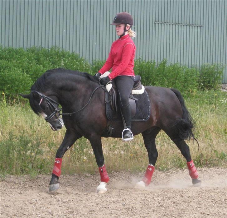 Welsh Cob (sec D) Meter - Hestebremse irriterede ham på bringen hehe   billede 15