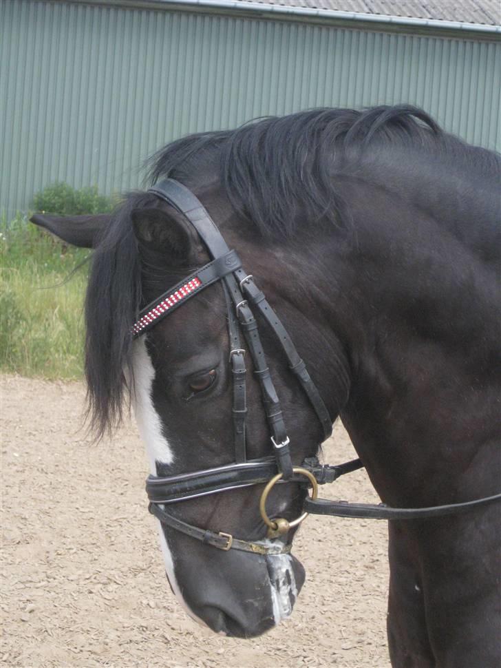 Welsh Cob (sec D) Meter billede 17