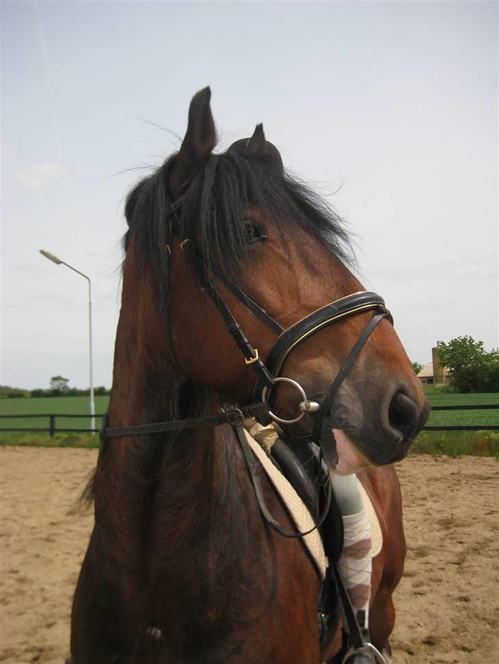 Anden særlig race Thomas O'Malley billede 11