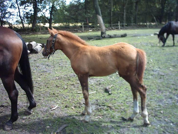Anden særlig race Solgt Enghavegårds D´arcy *SOLGT* - 2 mdr. gammel i morgen billede 8
