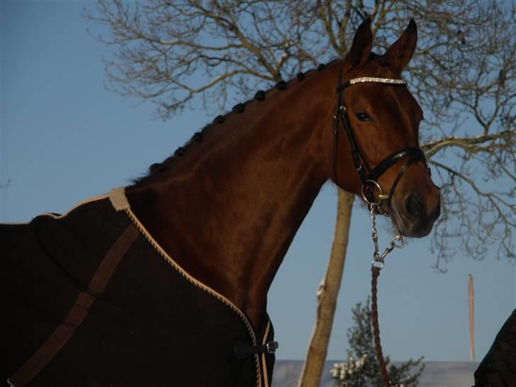 Dansk Varmblod JAP's Amazing Star - Stjerne i sneen december 2009 billede 3