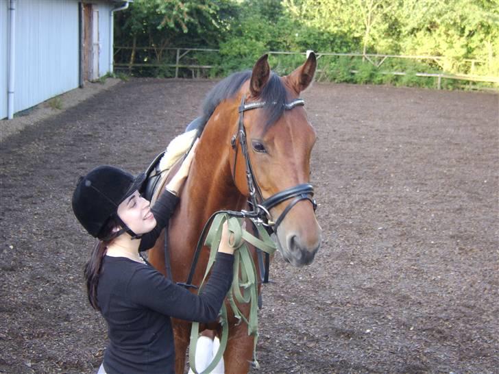 Dansk Varmblod JAP's Amazing Star - Dygtige hest! billede 4