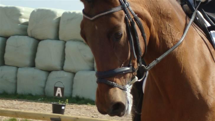 Anden særlig race Kathy<333 - Kathy min skath! <333 billede 4