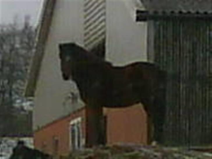 Anden særlig race moqvie solgt billede 4