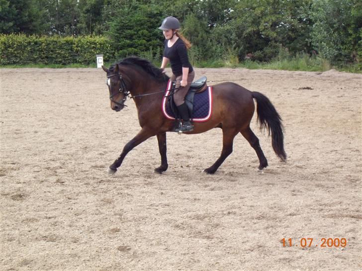 Connemara Bobby af Boest Nørregaard - Hjemme på banen Fotograf: ´Kizzer billede 11